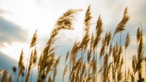 GRASS IN THE BREEZE